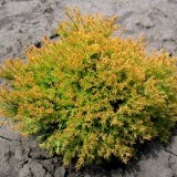 Туя западная  Thuja occidentalis Obovata