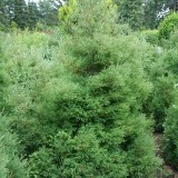 Туя западная вересковидная Thuja occidentalis Ericoides