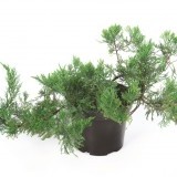 Можжевельник горизонтальный Juniperus horizontalis 'Blue Chip'