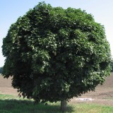 Клен остролистный Acer platanoides 'Globosum'