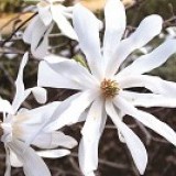 Магнолия кобус Magnolia kobus