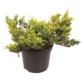 Можжевельник горизонтальный Juniperus horizontalis 'Limeglow'