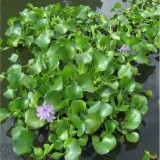 Гиацинт водный 'Eichhornia crassipes'