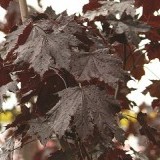 Клен остролистный Acer platanoides 'Crimson King'