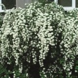 Спирея Ван Гутта  Spiraea vanhouttei