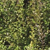 Бирючина обыкновенная Ligustrum vulgare