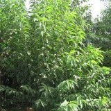 Черёмуха виргинская  Padus virginiana