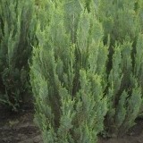 Кипарисовик Лавсона Chamaecyparis Lawsoniana 'Alumii'