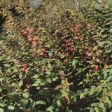 Зверобой Хукера Hypericum hookerianum 'Hidcote' Зверобой Хукера Hypericum hookerianum 'Hidcote'