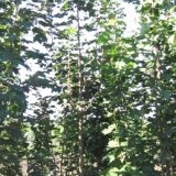 Клён остролистный Acer platanoides