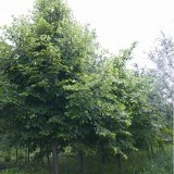 Липа крупнолистная Tilia platyphyllos