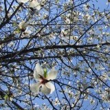 Магнолия кобус Magnolia kobus