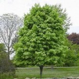 Клен полевой Acer campestre