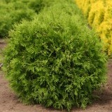 Туя западная Thuja occidentalis Woodwardii