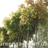 Клен остролистный Acer platanoides 'Globosum'