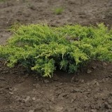 Можжевельник чешуйчатый  Juniperus squamata Holger