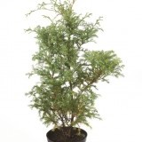 Кипарисовик горохоплодный Chamaecyparis pisifera 'Squarrosa'