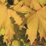 Клен остролистный Acer platanoides 'Golden Globe'
