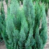 Кипарисовик  Лавсона  Chamaecyparis  Lawsoniana