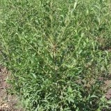 Бирючина обыкновенная Ligustrum vulgare