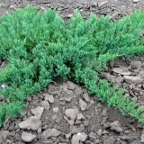 Можжевельник чешуйчатый  Juniperus  squamata Blue Carpet