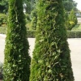 Туя западная  Thuja occidentalis Columna (формированная)