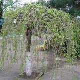 Шелковица белая Morus alba 'Pendula'