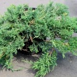 Можжевельник горизонтальный Вилтони Juniperus horyzontalis Wiltonii