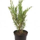 Можжевельник казацкий Juniperus sabina 'Mas'