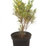 Можжевельник казацкий Juniperus sabina 'Variegata'