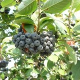 Рябина черноплодная  Aronia melanocarpa