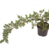 Можжевельник чешуйчатый Juniperus squamata 'Blue Carpet'
