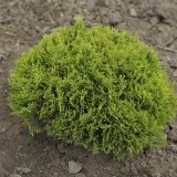 Туя западная Thuja occidentalis Danica