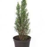 Кипарисовик Лавсона Chamaecyparis Lawsoniana 'Ellwoodi'