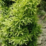 Тисс  ягодный  Taxus  baccata Aurea