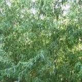 Ива вавилонская Salix babylonica 'Tortuosa'