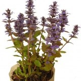 Живучка ползучая  Ajuga reptans