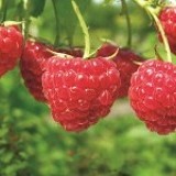 Малина ремонтантная Рубиновый гигант Rubus remontani 'Ruby Giant'