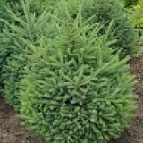 Ель канадская Picea glauca