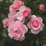 Роза Rosa