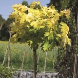 Клен остролистный Acer platanoides 'Golden Globe'