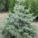 Пихта Одноцветная Abies Concolor