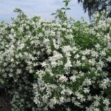 Чубушник венечный Philadelphus coronarius