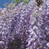 Глициния китайская  Wisteria chinensis