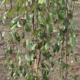 Яблоня гибридная Malus hybrida 'Pendula'