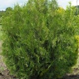 Туя западная Thuja occidentalis 'Brabant'