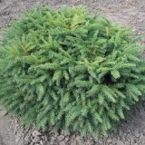 Ель обыкновенная (подушковидная)   Picea  abies ‘Nidiformis‘