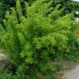 Акация желтая Caragana arborescens