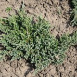 Можжевельник приречный  Juniperus  conferta