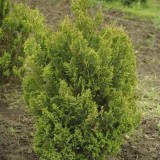 Кипарисовик горохоплодный Chamaecyparis pisifera Plumosa